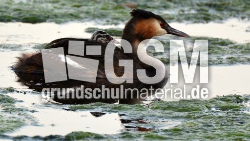 Haubentaucher (8).jpg